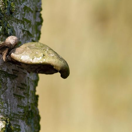 Hotel Eetcafe De Roskam Zundert Exteriör bild